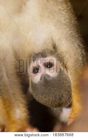 Amazing family of squirrel monkeys with a baby breastfeeding on it's mom's belly.