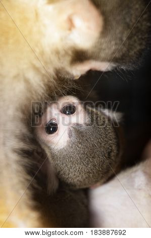 Amazing family of squirrel monkeys with a baby breastfeeding on it's mom's belly.