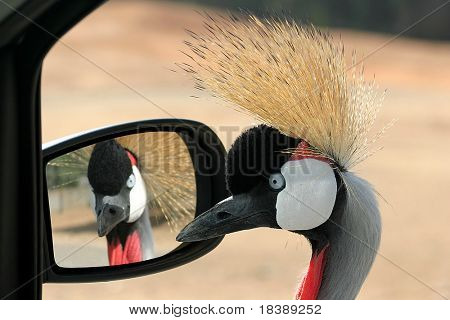 Closeup image of crowned cane looking in to the car mirror in Safari park, Israel.
