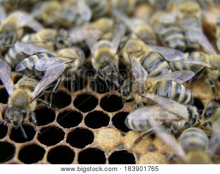 Bee colony in the stock on the frame with a sealed brood pollen and stores. The bees in the brood chamber on drawn comb with honeycomb and stores.