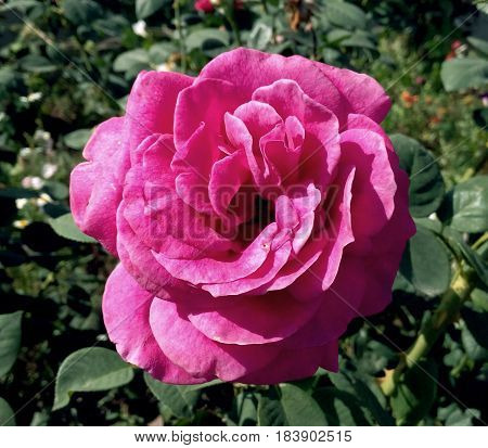 The garden rose is especially beautiful on a beautiful sunny day