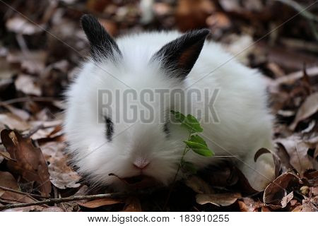 A Black and White Baby Lionhead Rabbit Eating Leaves