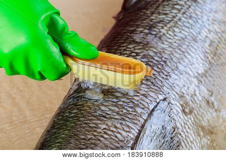 Cook Cleaning Blyufish On The Scales