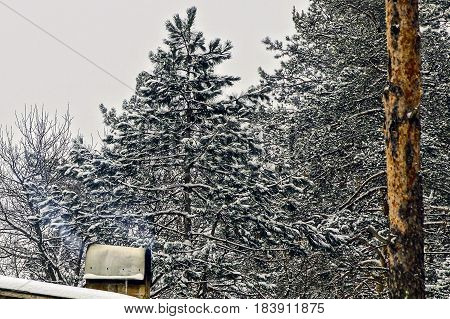 the smoke from the chimney and pine trees in the snow