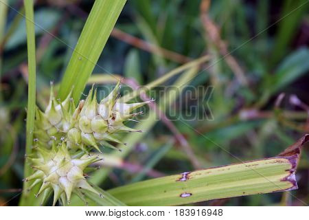 Gray's sedge (Carex grayi) blooms near a small lake in Joliet, Illinois during July.