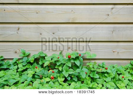 野草莓植物生长的篱笆