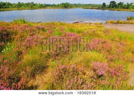 jezero v polích heather 