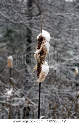 Fresh snow on the head of a common cattail (Typha latifolia, also called bulrushes) and other plants in the Fourth Street Swamp in Harbor Springs, Michigan during November.