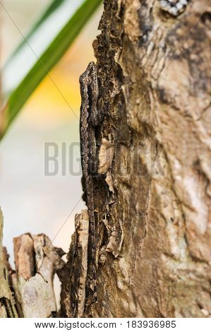 Close up of little brown gecko on the brown tree