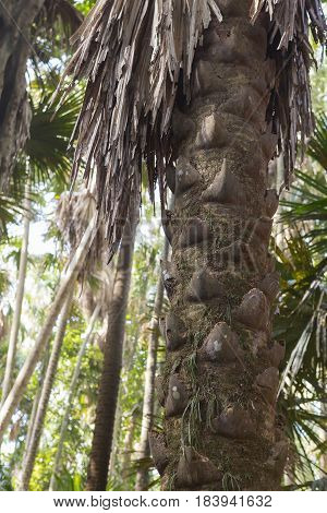 Island taraw palm. Pa Kam Chanod Amazing Thailand .