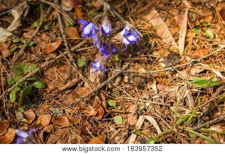 Closeup image of young blue spring flowers from under last year`s dry leaves