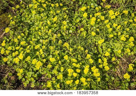 Closeup image of just appeared multiple yellow flowers with green leaves