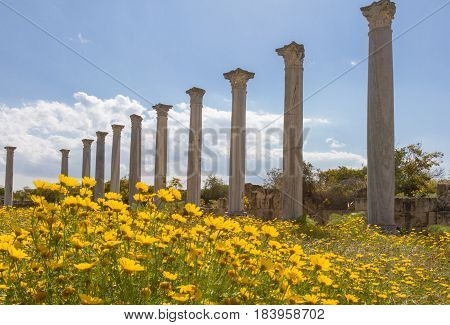 Ruins of the Ancient Roman city of Salamis near Famagusta in Cyprus with yellow daisiy flowers in the foreground