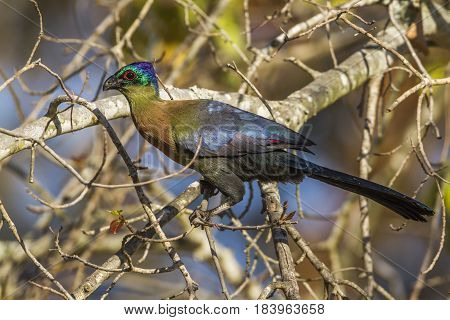 Purple-crested turaco in Kruger national park, South Africa ; Specie Gallirex porphyreolophus family of Musophagidae