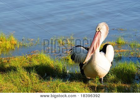 Pelikán (pelecanus onocrotalus) v Cairns, Austrálie