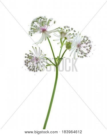 Close-up on flowers of Astrantia major,  isolated on white background. lateral view