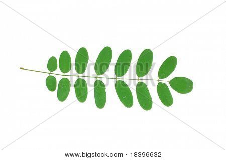Akazie Blatt isoliert