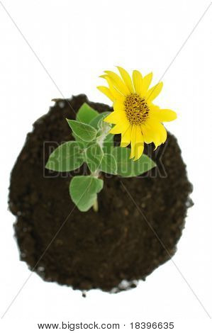 Sonnenblume mit Boden isoliert