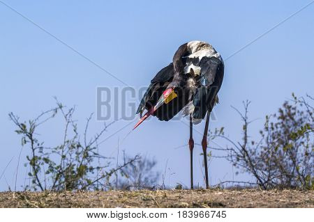 Saddle-billed stork in Kruger national park, South Africa ; Specie Ephippiorhynchus senegalensis family of Ciconiidae