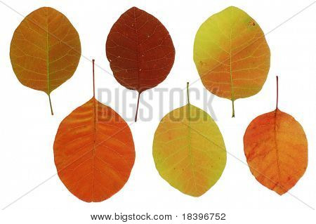 Herbstlaub
