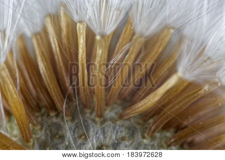 Seeds of a coltsfoot flower (Tussilago farfara ) under a microscope.