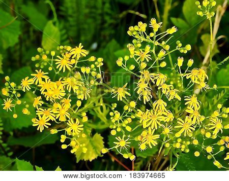 Flower, Wild Daisy Type, Yellow With Green Leaves.