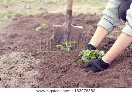 Grower young strawberry plants are planted in the garden / spring chores in the garden