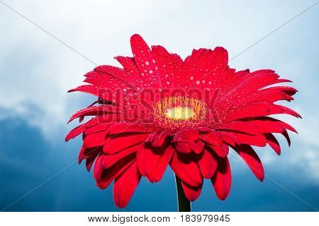 Beautiful red gerbera flower with blue sky background daisy flower in the rain
