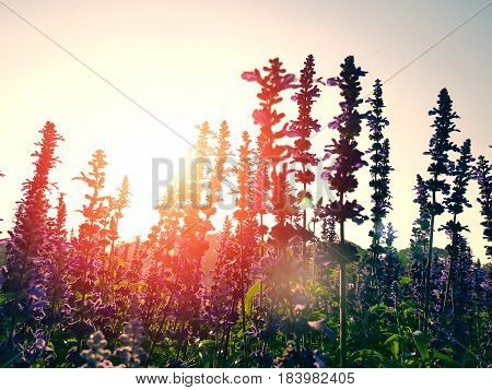 Violet salvia divinorum flowers in a field, backlited