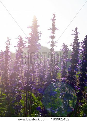 Backlited Violet Flower Field