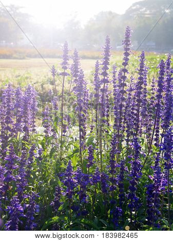 Backlited Violet Flower Field