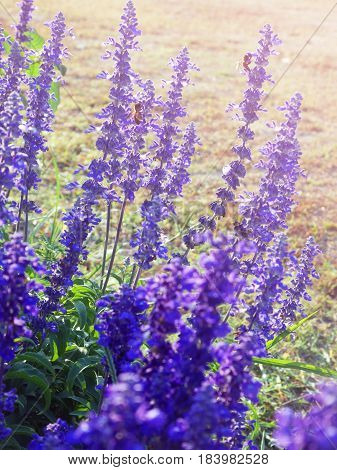 Violet salvia divinorum flowers in a field, backlited