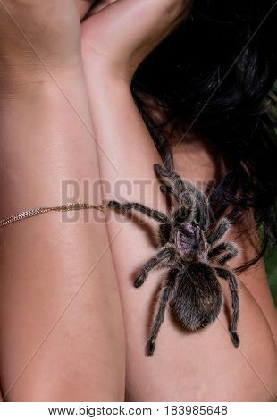Dangerous tarantula walking around beautiful woman's body.