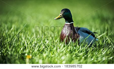 Home duck in the meadow. Duck portrait.