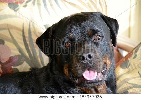Rottweiler Male, Beautiful and Loyal. Great Family Dog.