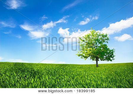 fond de ciel nuageux et l'herbe