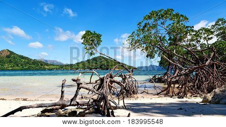 In The Beautiful  Island Cosatline And Tree