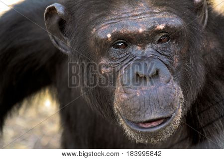 Up-close portrait of a female chimpanzee in Kenya