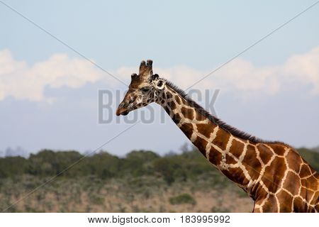 A reticulated giraffe on the African savannah