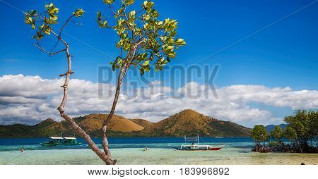 In The Beautiful  Island Cosatline And Tree