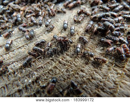 European spruce bark beetle , (Ips typographus)