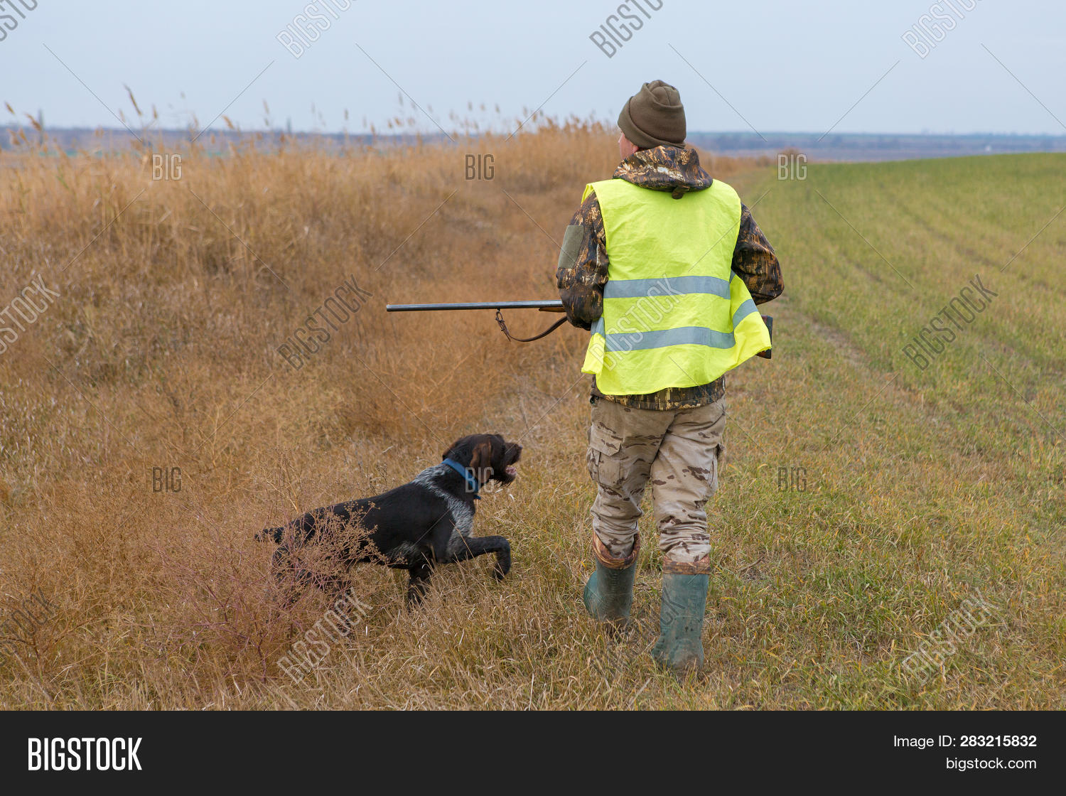 Hunter Gun Dog Go On Image Photo Free Trial Stock Hunter Gun Dog Go On Image Photo