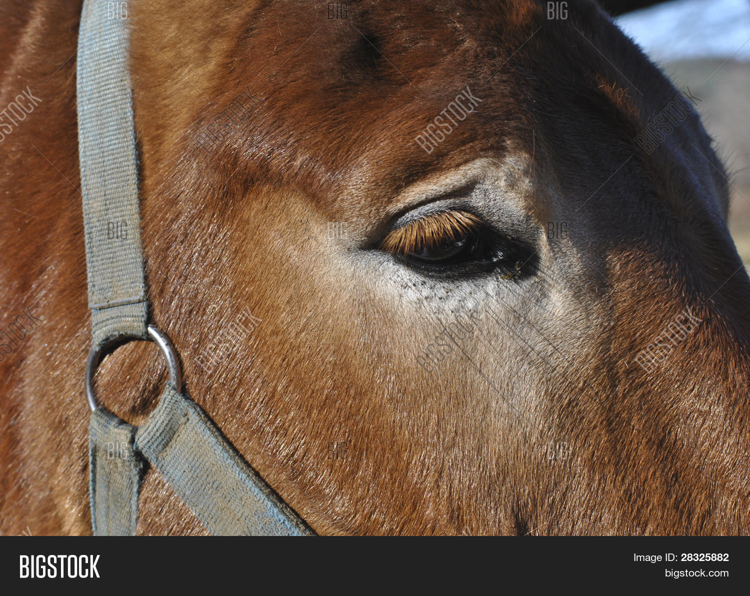 Horse Eyes Image & Photo (Free Trial) Bigstock