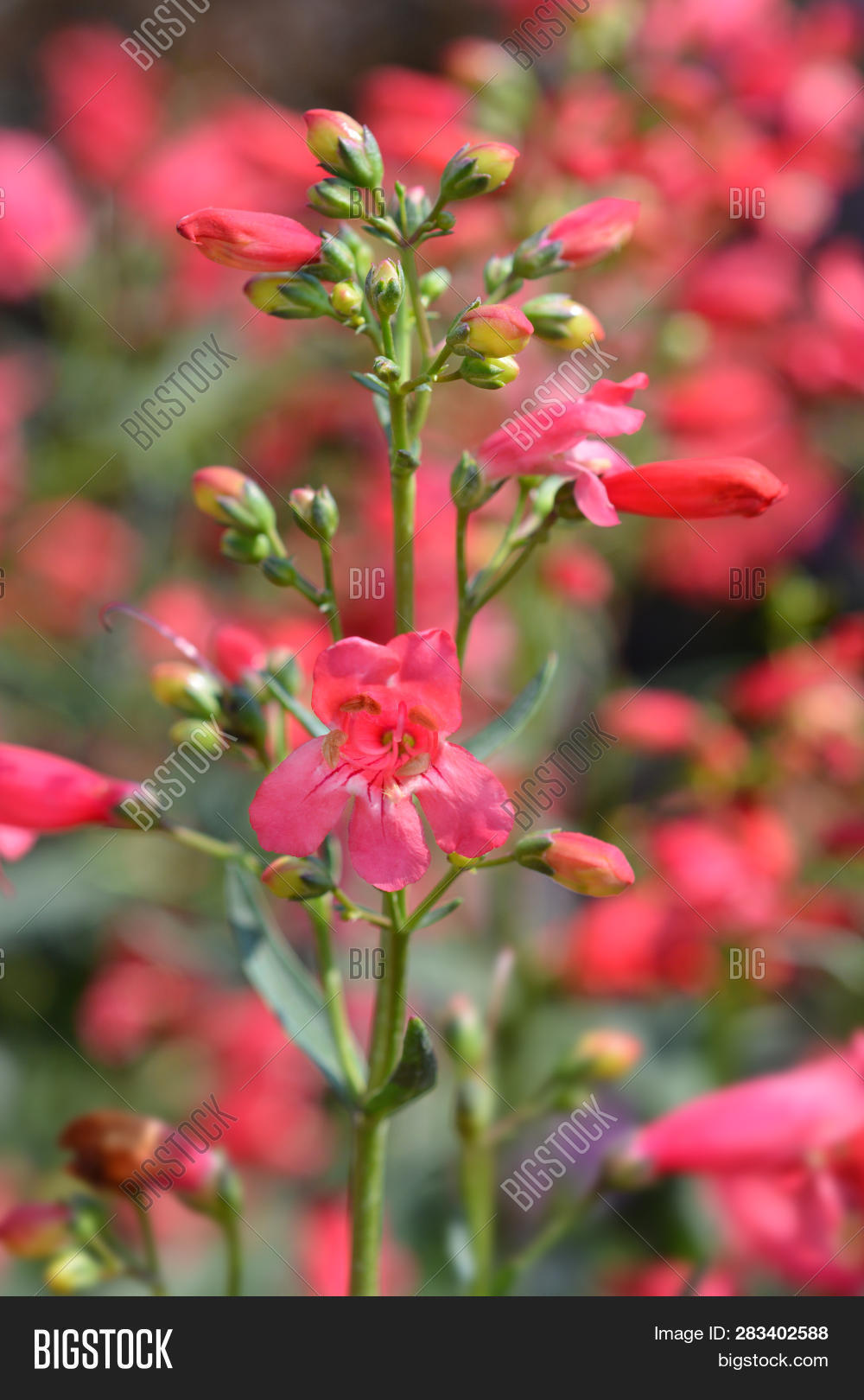 Red Riding Hood Beard Image Photo Free Trial Bigstock