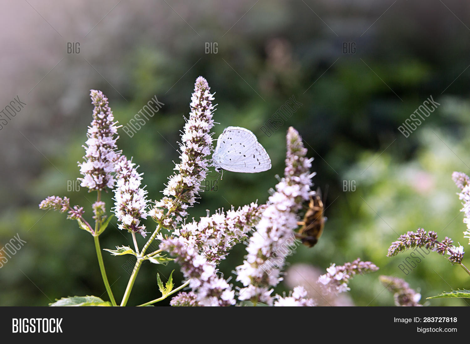 Butterfly On Mint Image & Photo (Free Trial) Bigstock