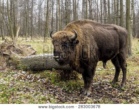 Big Auroch Standing In The Forest. The European Bison (bison Bonasus), Also Known As Wisent Or The E