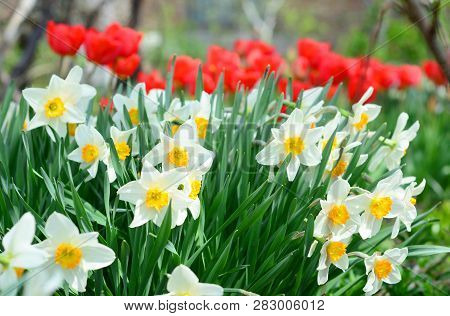 Narcissus With Red Tulips Flowers On Spring Flowerbed. Narcissus Flower Also Known As Daffodil, Daff