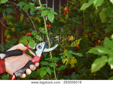 Rose Hip Or Rosehip, Also Called Rose Haw And Rose Hep  Pruning With Garden Pruning Scissors