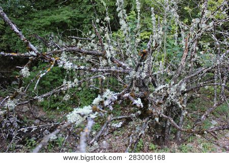 Dense Forest Next To The Agios Nikolaos Park Naousa Greece