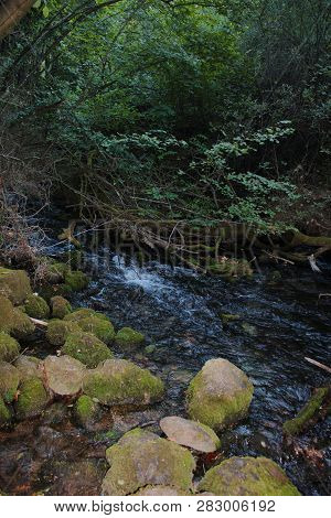 Dense Forest Next To The Agios Nikolaos Park Naousa Greece